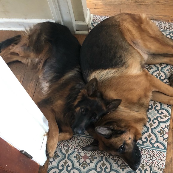 Meet your Posher, Hebatalla - Picture 1 of 1